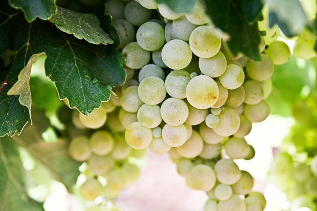 Nahaufnahme einer reifen Traube der Trebbiano di Lugana-Rebsorte, umgeben von satten grünen Blättern im Sonnenlicht.