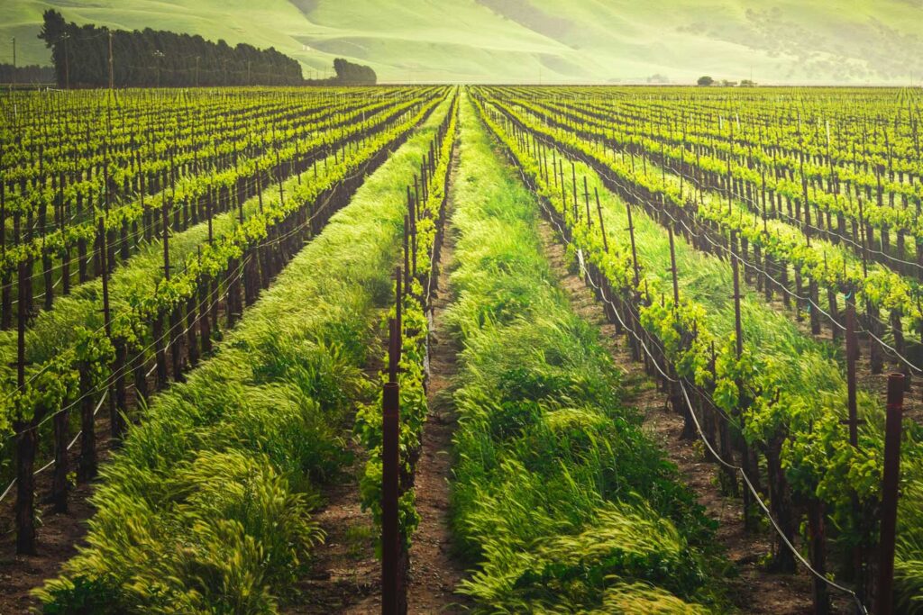 Üppige, grüne Weinberge in der Region Lugana am Gardasee, die die charakteristischen Trauben für den ikonischen italienischen Weißwein hervorbringen