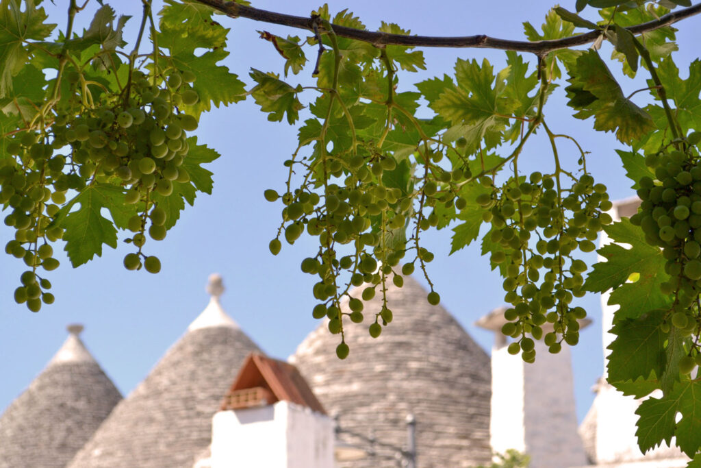 Junge Weintrauben im Sonnenschein vor den berühmten Trulli-Häusern von Alberobello in Apulien – Heimat des Primitivo.
