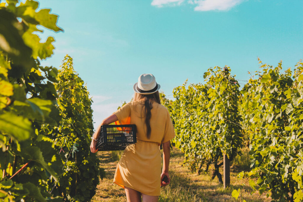 Weinernte in Apulien – Frau im Sommerkleid trägt eine Kiste durch die grünen Reben des Primitivo.