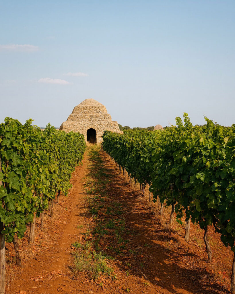 Typischer Weinberg in Apulien mit roter Erde und traditionellem Steinhaus, Ursprung des Primitivo-Weins.
