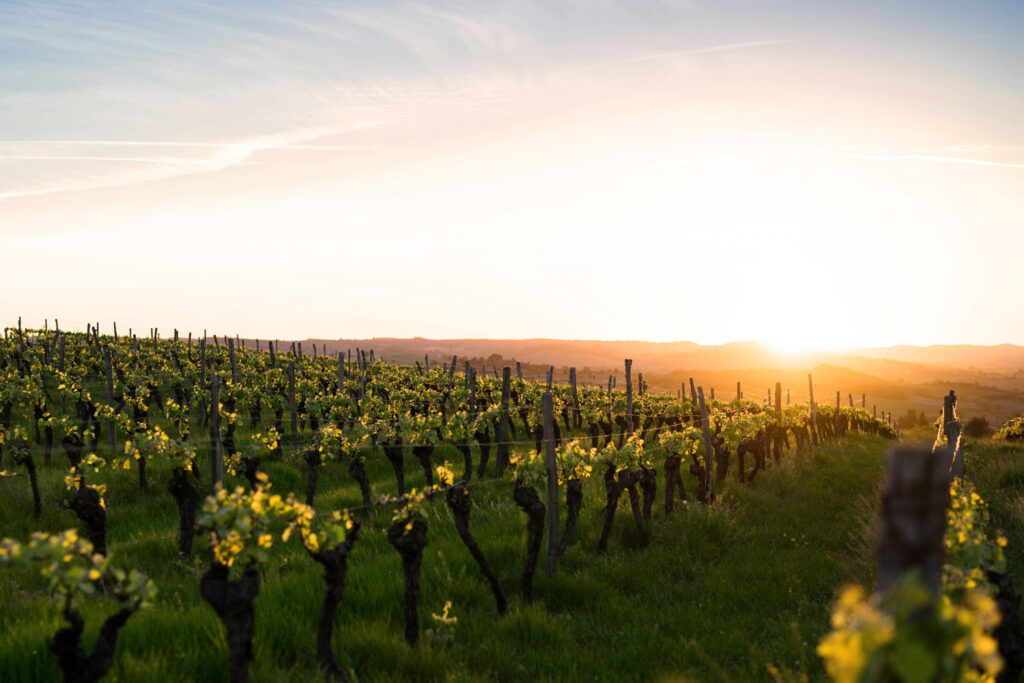 Sonnenuntergang über apulischen Primitivo-Weinbergen, goldene Stimmung für die berühmte Rebsorte Italiens.