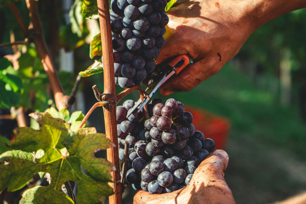 Nahaufnahme einer Weinlese in Apulien – Hände schneiden reife Primitivo-Trauben von der Rebe.