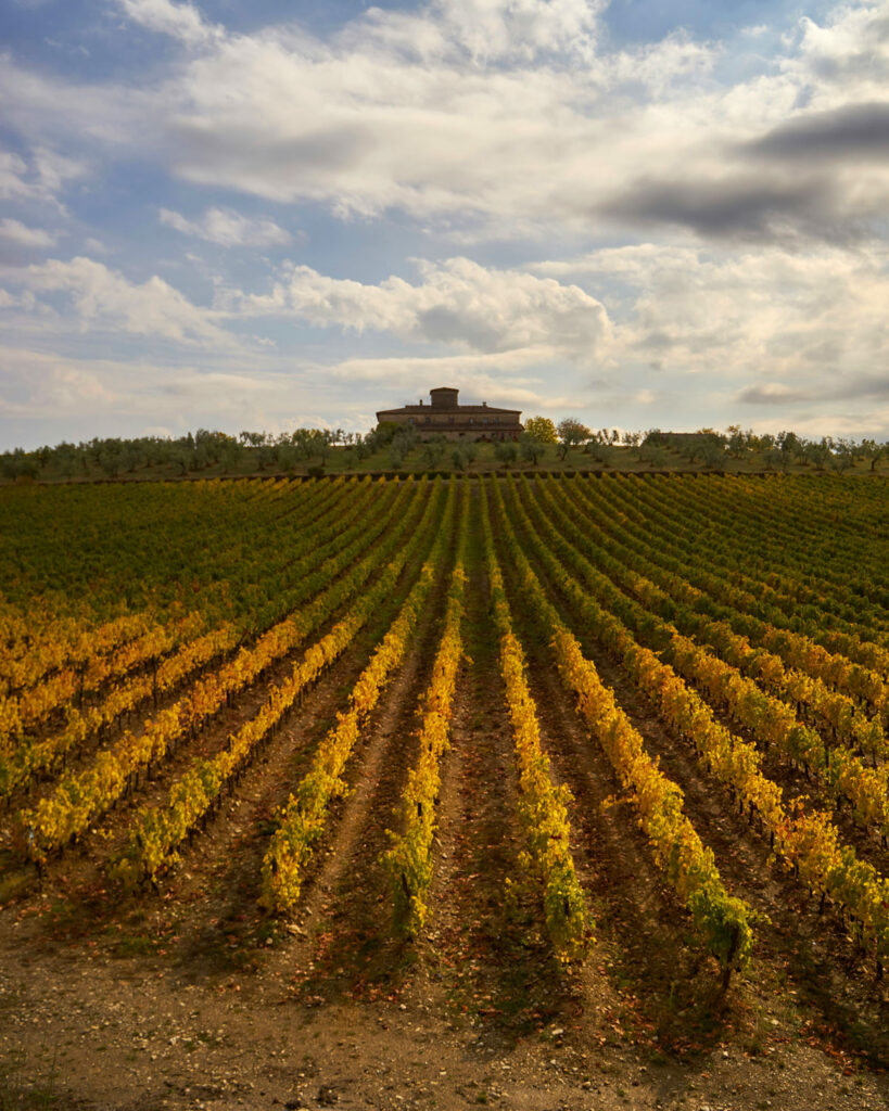 Panorama eines apulischen Weinbergs mit Reihen von Primitivo-Reben, die sich zum Horizont erstrecken.