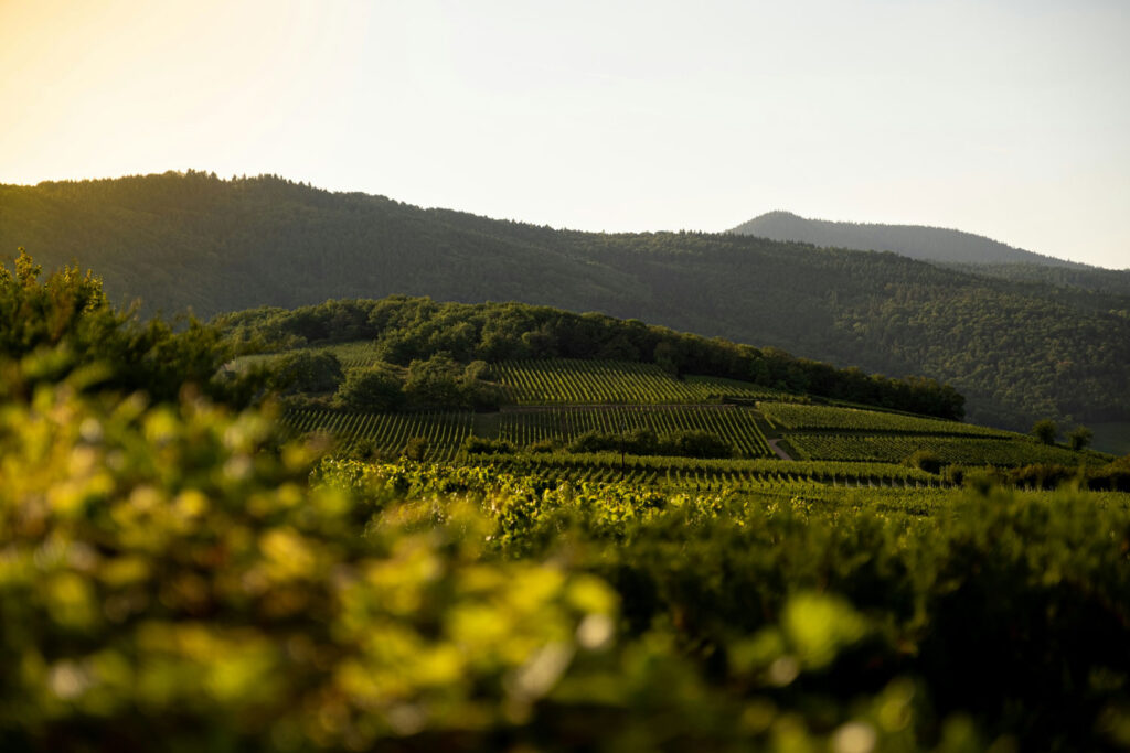 Sonnenverwöhnte Weinberge in Norditalien bei goldenem Abendlicht – das Herzstück der Pinot Grigio Produktion.