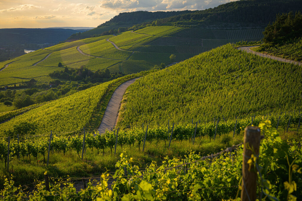 Sanft geschwungene Rebhänge mit Pinot Grigio Rebstöcken, die sich entlang der Hügel des Gardasees erstrecken.