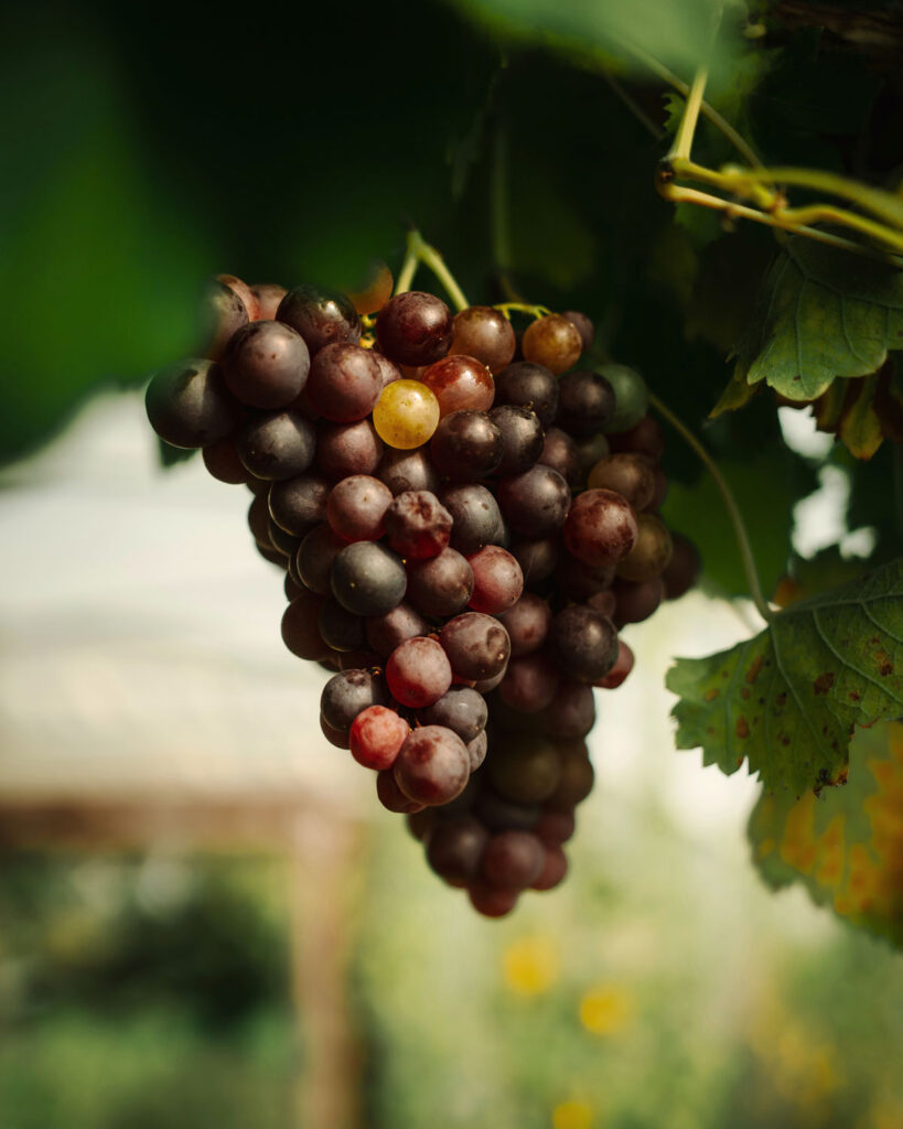 Nahaufnahme einer rötlich-grauen Pinot Grigio Traube, die reif am Rebstock hängt – typisch für den Grauburgunder.