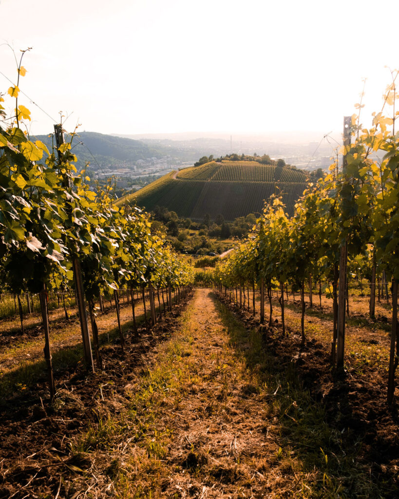 Pinot Grigio Rebzeilen im Gegenlicht mit Blick auf eine malerische Hügelkuppe – italienische Weinlandschaft pur.