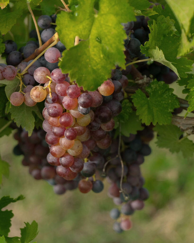 Rötlich-gräuliche Pinot Grigio Trauben im Detail – ein einzigartiges Farbspiel dieser besonderen Weißweinrebe.