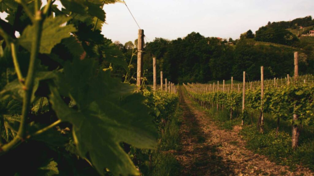 Ein schmaler Weg durch einen dichten Weinberg, gesäumt von üppigem grünen Laub. Ein Einblick in die handwerkliche Weinproduktion in der Prosecco-Region.