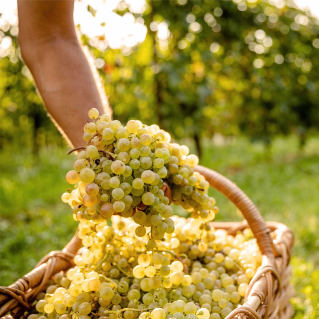 Eine Hand hält eine große Menge frisch geernteter weißer Glera Trauben über einen geflochtenen Korb. Die Trauben sind sonnengeküsst und bereit für die Prosecco-Herstellung.