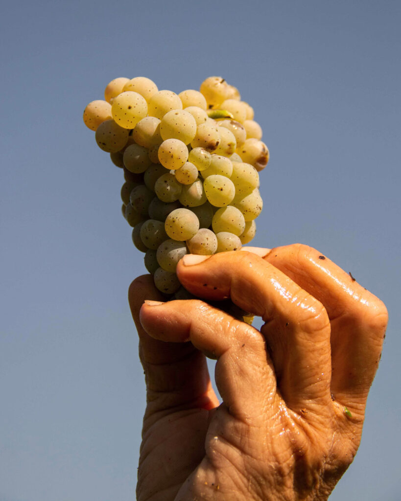 Eine reife Riesling Traube mit goldgelben Beeren wird von einer sonnengebräunten Hand gegen den klaren Himmel gehalten – Symbol für die Weinlese.