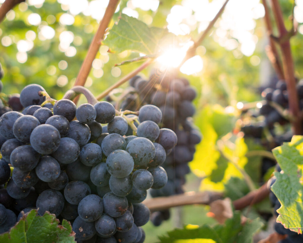 Reife rote Trauben im Sonnenlicht – typisch für die Weinregion rund um den Gardasee