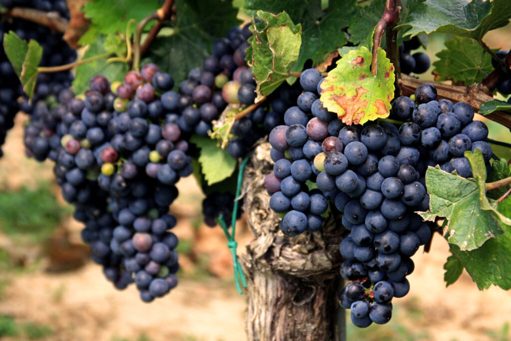 Trauben der Corvina- und Rondinella-Rebsorten am Rebstock – Grundlage für den Bardolino-Wein