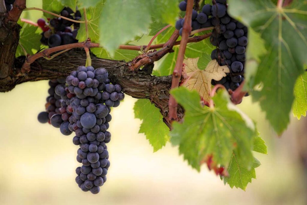 Reife Corvina-Trauben für Bardolino Wein hängen an einem alten Rebstock im sonnenverwöhnten italienischen Weinberg.