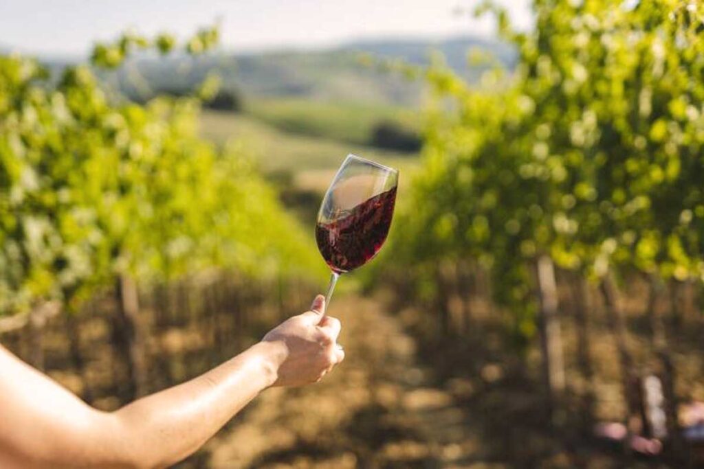 Ein Glas Bardolino DOC wird im Weinberg gegen das Licht gehalten – rubinroter Wein mit fruchtigem Charakter.