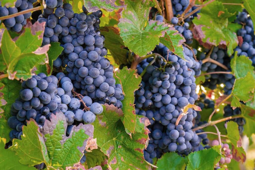 Nahaufnahme von reifen, dunklen Trauben an einer Weinrebe, umgeben von grünen Blättern.