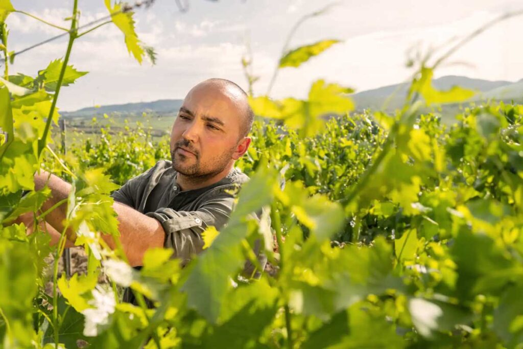 Winzer bei der Arbeit im Weinberg, umgeben von sonnendurchfluteten Reben und Hügellandschaft im Hintergrund.