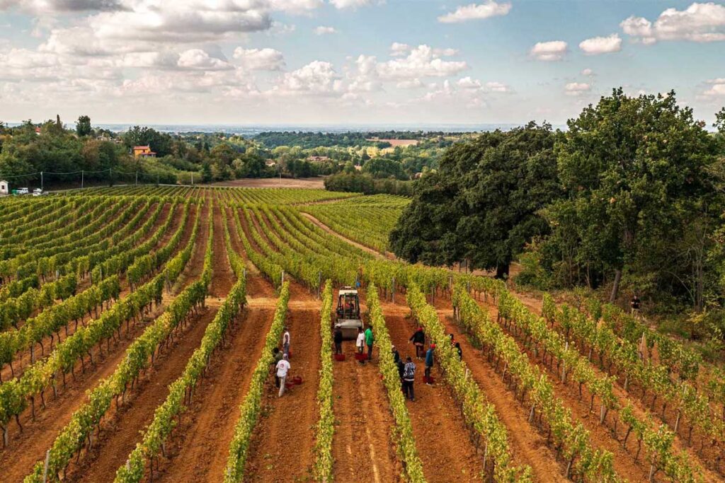 Weinlese im Gavi-Weinberg mit Arbeitern und Traktor zwischen den Reben unter blauem Himmel.