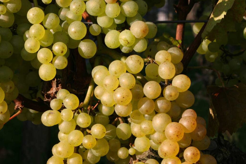 Nahaufnahme von reifen Cortese-Trauben, der Basis für den berühmten Gavi-Weißwein.