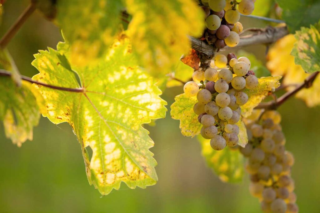 Nahaufnahme von reifen Cortese-Trauben, die in der Sonne zwischen goldgelben Blättern im Piemont leuchten – die Grundlage des Gavi-Weins.