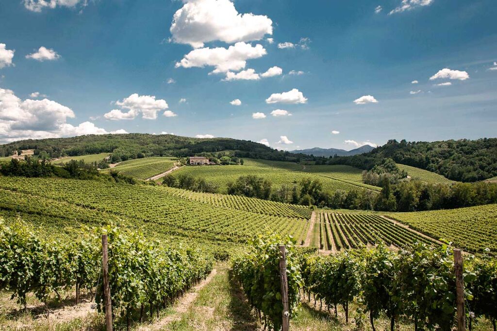 Weite Aussicht über sanfte Gavi-Weinhügel mit perfekt ausgerichteten Rebzeilen.