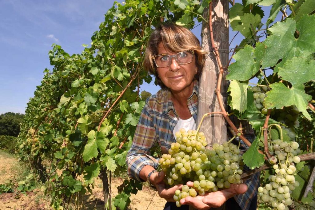 Winzerin präsentiert frisch geerntete Cortese-Trauben im Weinberg von Gavi.