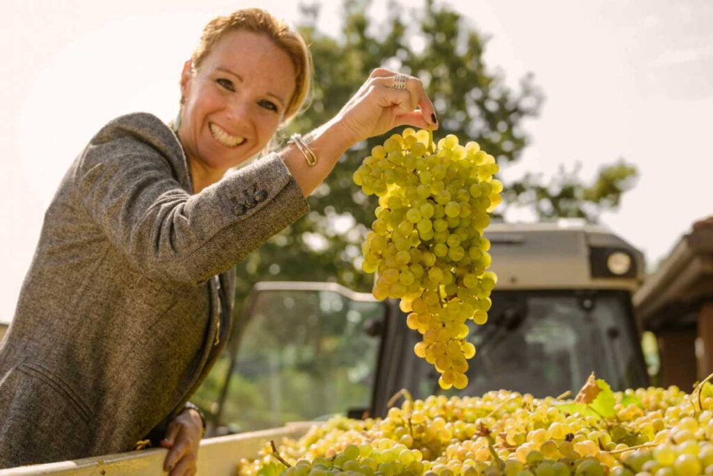 Glückliche Winzerin mit einer großen Traube Cortese-Trauben während der Erntezeit in Gavi.