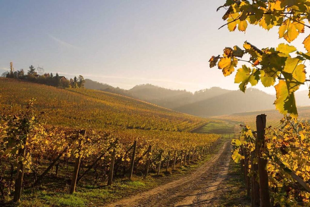 Goldene Herbstlandschaft in den Weinbergen des Gavi-Anbaugebiets bei Sonnenaufgang.