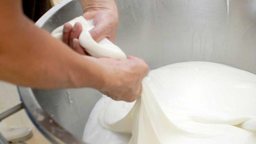 Handwerkliche Herstellung von Mozzarella – der Käseteig wird per Hand zu Portionen geformt.