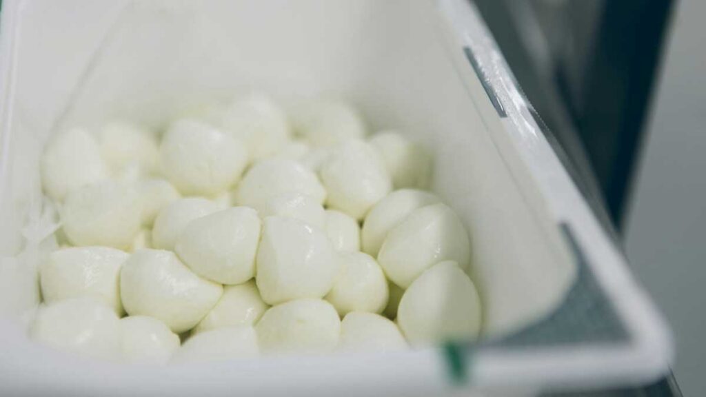 Frisch produzierte Mozzarella-Kugeln in einer Transportbox – typisch für italienische Käsereien.