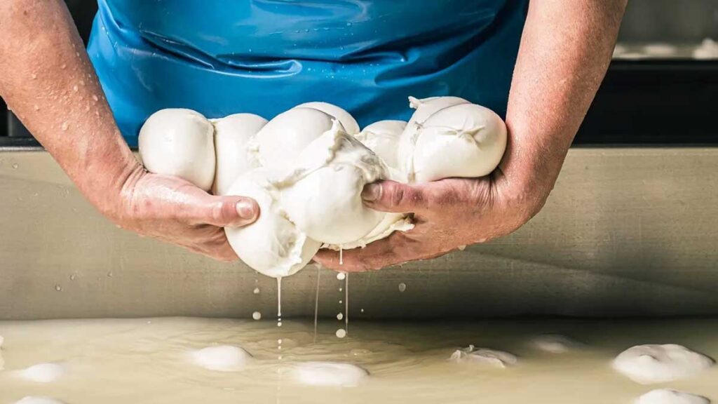 Frisch gepflückte Mozzarella-Kugeln, noch tropfnass aus der Molke – das Ergebnis traditioneller Handarbeit.