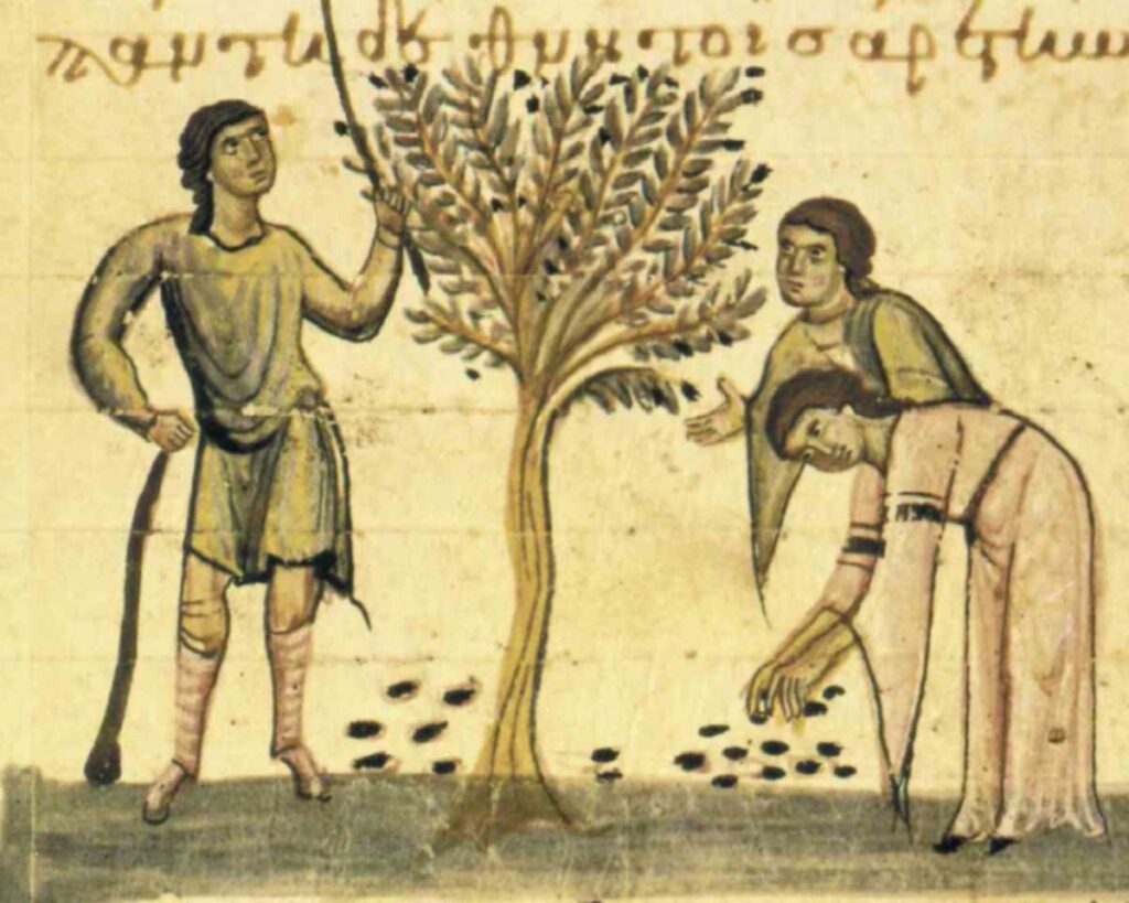 Mittelalterliche Illustration der Olivenernte: Drei Personen beim Pflücken und Sammeln von Oliven unter einem Olivenbaum.