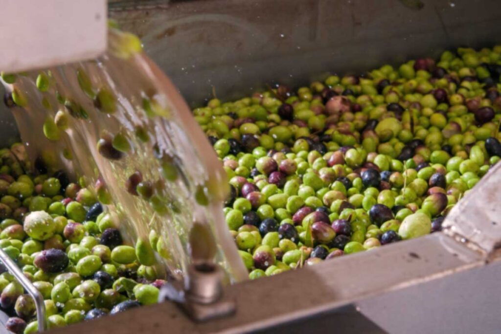 Frisch geerntete grüne und schwarze Oliven werden mit Wasser in einer Waschmaschine gereinigt – erster Verarbeitungsschritt in der Ölmühle.
