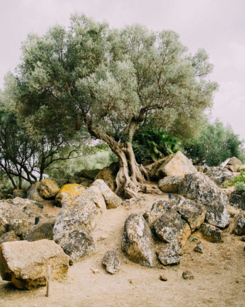 Alter, knorriger Olivenbaum mit freiliegenden Wurzeln zwischen großen Felsen auf trockenem, sandigem Boden – Symbol mediterraner Landschaft und Tradition.