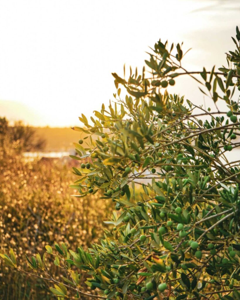 Olivenbaum mit zahlreichen grünen Oliven im goldenen Licht der untergehenden Sonne, mediterrane Landschaft im Hintergrund.