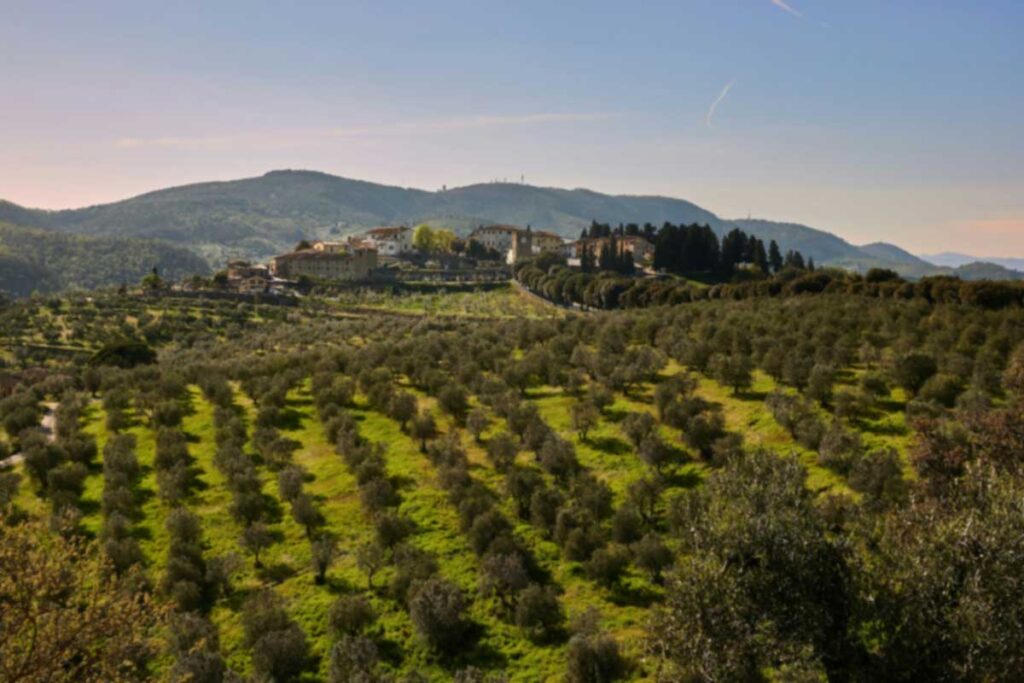 Panoramablick auf einen weitläufigen Olivenhain in Mittelitalien mit einem Dorf auf einem Hügel im Hintergrund, eingebettet in eine grüne Hügellandschaft bei klarem Himmel.