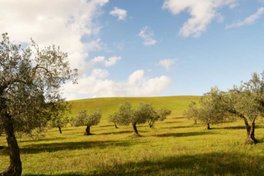 Olivenbäume auf einem grünen Hügel unter blauem Himmel mit weißen Wolken – sonnige, mediterrane Landschaft mit leichtem Wind.