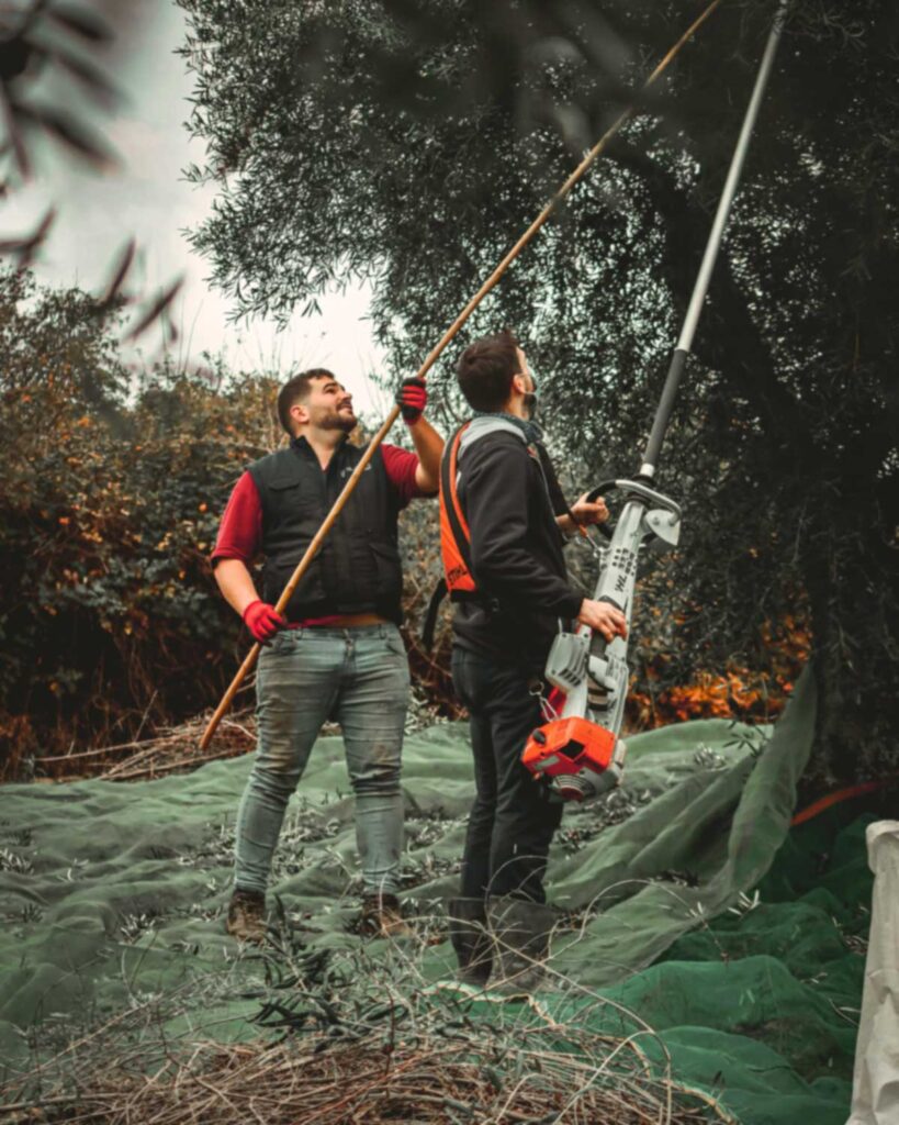 Zwei Männer bei der Olivenernte: Einer bedient eine elektrische Rüttelstange, der andere nutzt eine lange Holzstange, um Oliven vom Baum zu lösen.