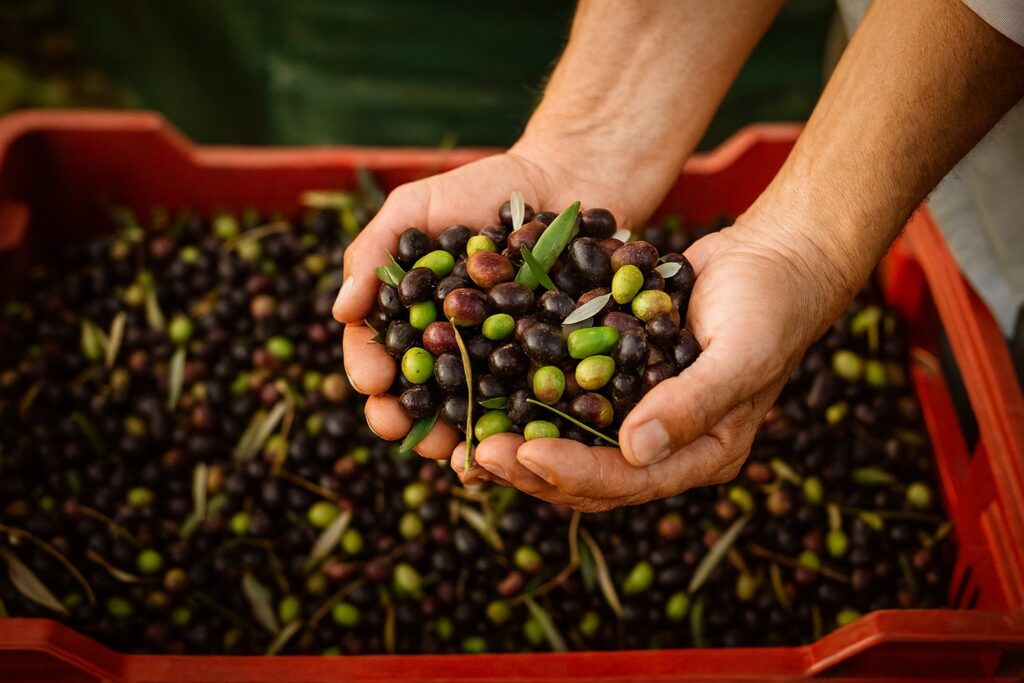 Hände halten frisch geerntete grüne und schwarze Oliven über einer roten Kiste voller Oliven.