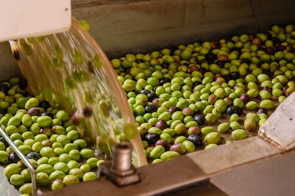 Grüne Oliven werden mit Wasser in einer Ölmühle gewaschen.