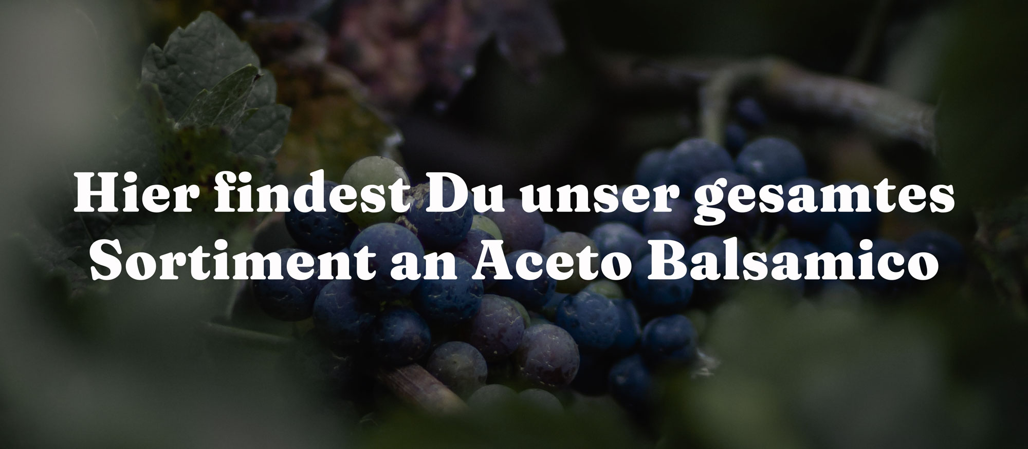 Hier findest du unser gesamtes Sortiment an Aceto Balsamico