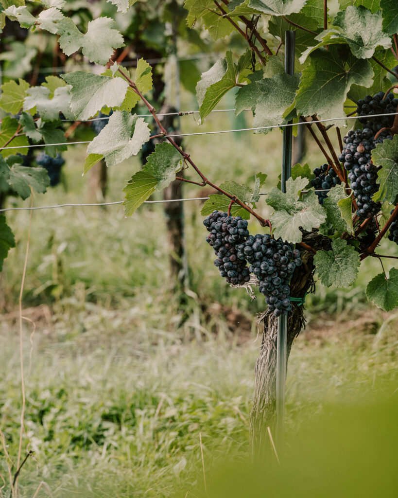 Reife Corvina-Trauben am Rebstock – die wichtigste Rebsorte für Amarone della Valpolicella.