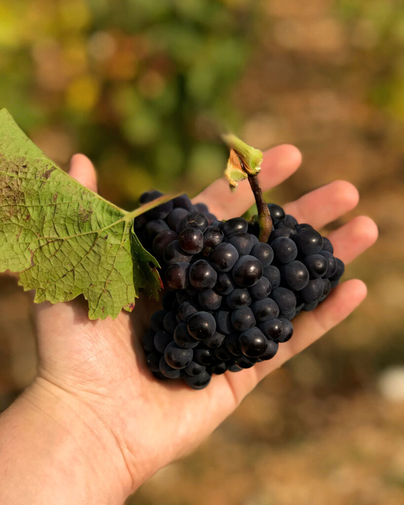 Ein Bund dunkler Trauben in der Hand – Ausdruck von Sorgfalt und handverlesener Qualität.