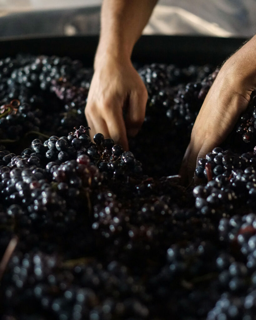 Handlese der Trauben im Weingut – traditioneller Startpunkt der Amarone-Herstellung.