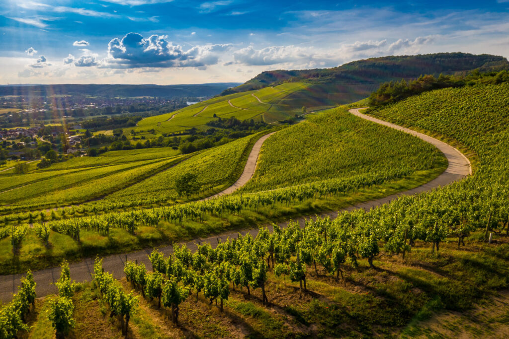 Sonnenbeschienene Weinberge im Piemont mit kurvigen Wegen – ideales Terroir für den weltberühmten Barolo Rotwein