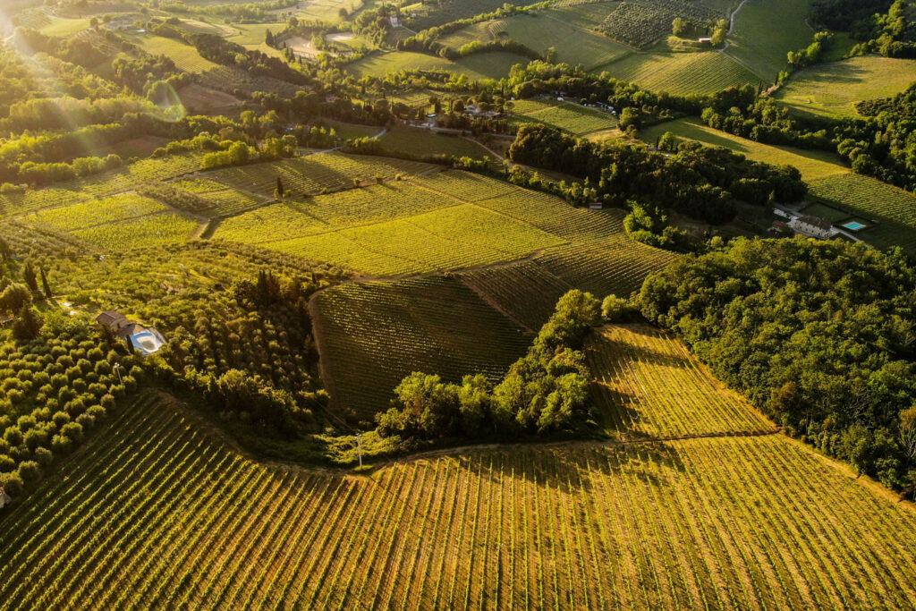 Luftaufnahme goldener Weinreben im Piemont bei Sonnenuntergang – Ursprung des Barolo, König der italienischen Rotweine.
