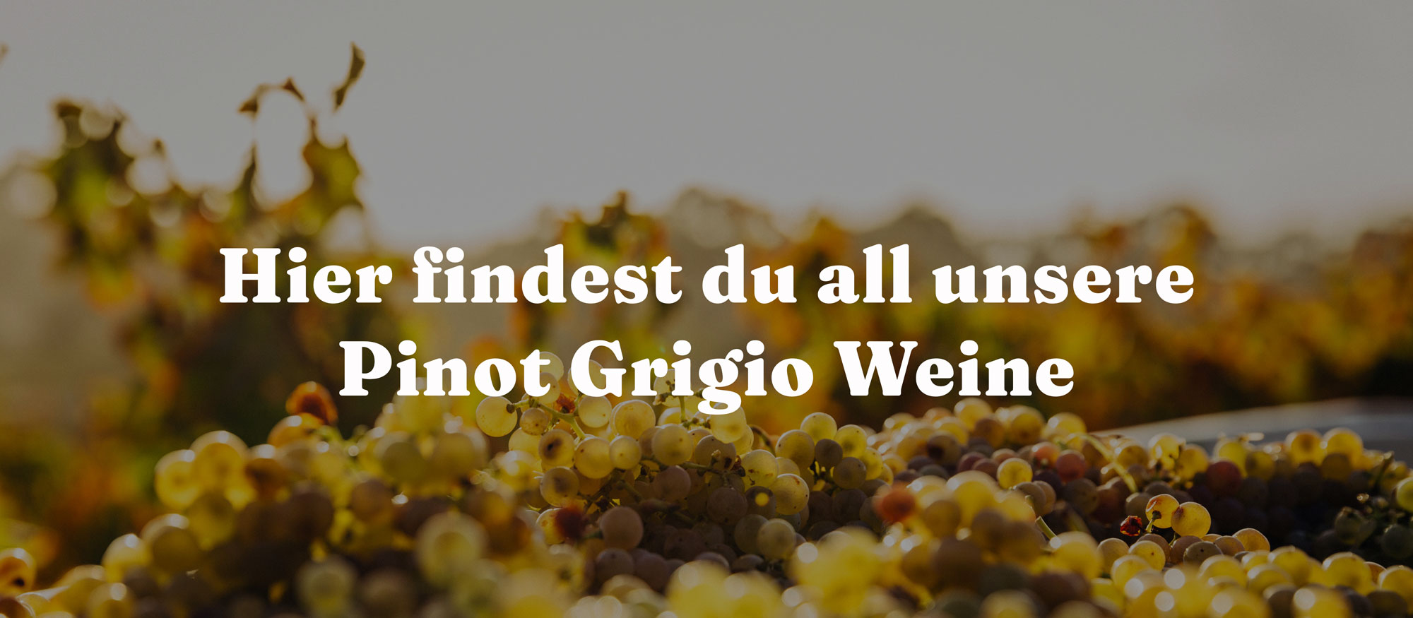 Hier findest du all unsere Pinot Grigio Weine
