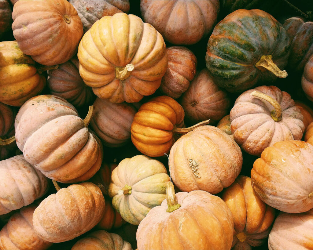 Frische Kürbisse in verschiedenen Formen und Farben – Herbstgemüse für original italienisches Risotto