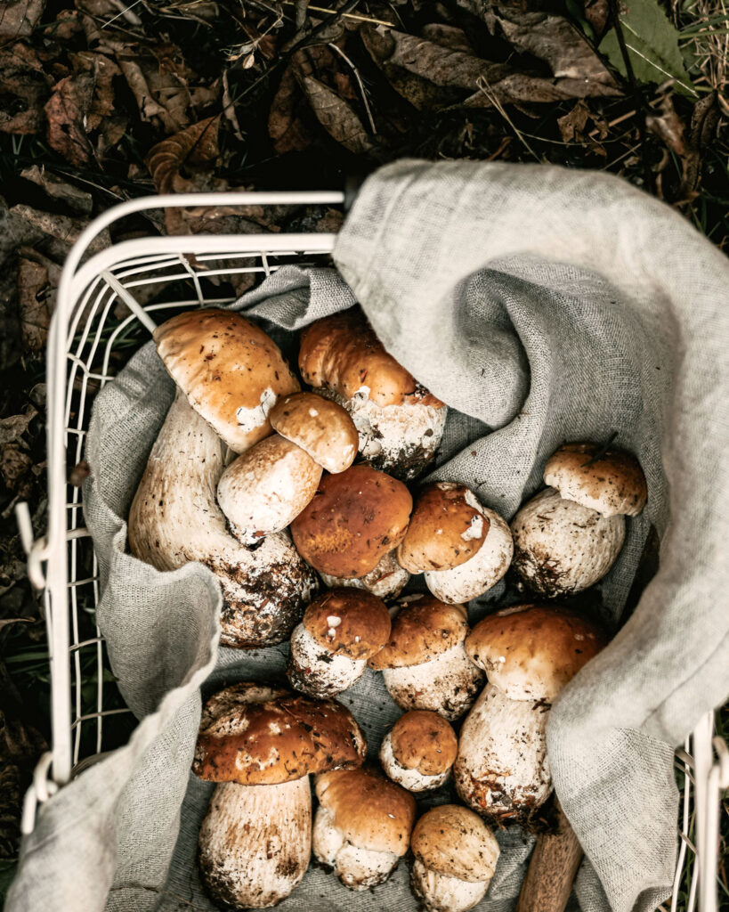 Frisch gesammelte Steinpilze in einem Korb mit Leinentuch auf herbstlichem Waldboden – perfekter Beginn für ein authentisches Pilzgericht.
